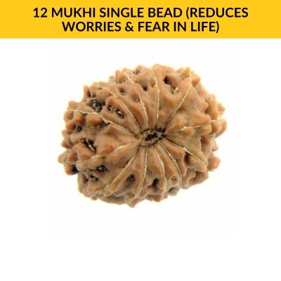12 MUKHI SINGLE BEAD (Reduces Worries & Fear In Life)