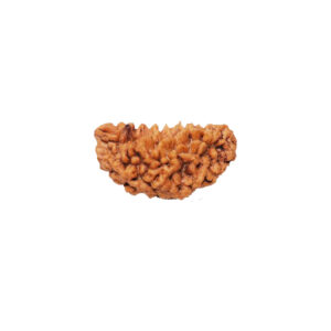 1 Mukhi Rudraksha Single bead (For your Wish Fulfillment) Free Shipping