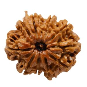 10 Mukhi Rudraksha Single bead (Protects from Tantrik Powers) Free Shipping