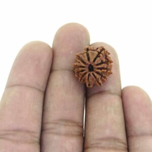 11 Mukhi Rudraksha Single bead (Overcome Chronic Alcoholism) Free Shipping