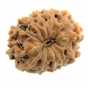 12 Mukhi Rudraksha Single bead (Reduces worries and fear in life) Free Shipping