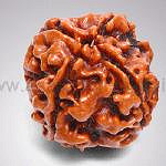 2 Mukhi Rudraksha Single bead ( Attain Spiritual Life) Free Shipping