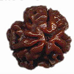 3 Mukhi Rudraksha Single bead (For Ultimate Prosperity in Life) Free Shipping