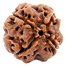 4 Mukhi Rudraksha Single bead (For people in Education Field) Free Shipping
