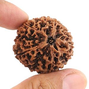 5 Mukhi Rudraksha Single bead (Protection from Evil Spirits & Negativity) Free Shipping