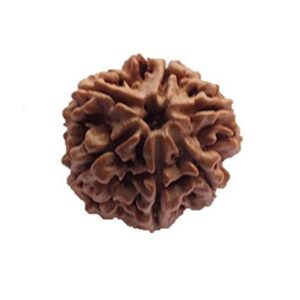 6 Mukhi Rudraksha Single bead (For Female related diseases) Free Shipping