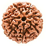 7 Mukhi Rudraksha Single bead (Attracts Wealth, Assets & Success) Free Shipping