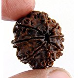 8 Mukhi Rudraksha Single bead (To win Legal cases) Free Shipping
