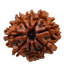 9 Mukhi Rudraksha Single Bead (For Navgrah Shanti) Free Shipping