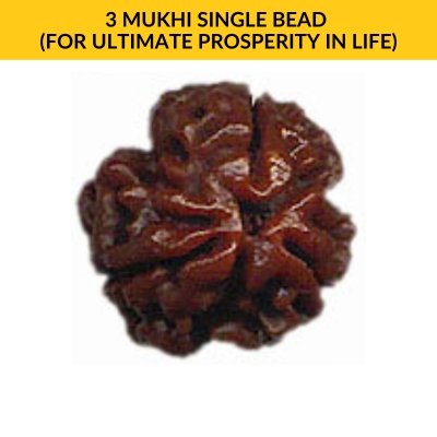 3 MUKHI SINGLE BEAD (For Ultimate Prosperity in Life)