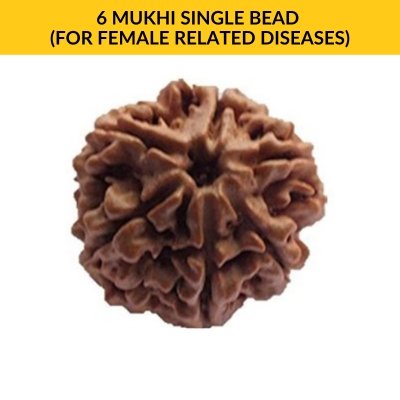 6 MUKHI SINGLE BEAD (For Female Related Diseases)