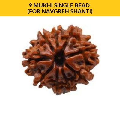 9 MUKHI SINGLE BEAD (For Navgreh Shanti)